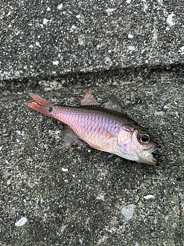 クロホシイシモチの釣果