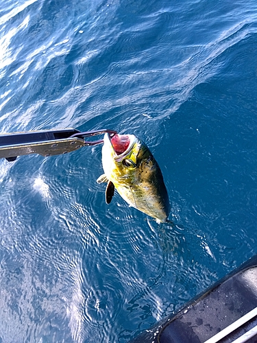 シイラの釣果