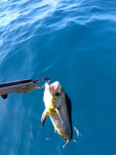 シイラの釣果