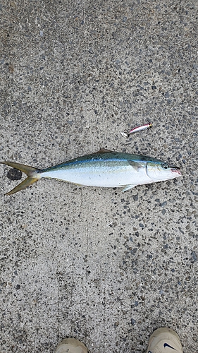 ツムブリの釣果