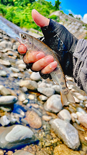 ヤマメの釣果