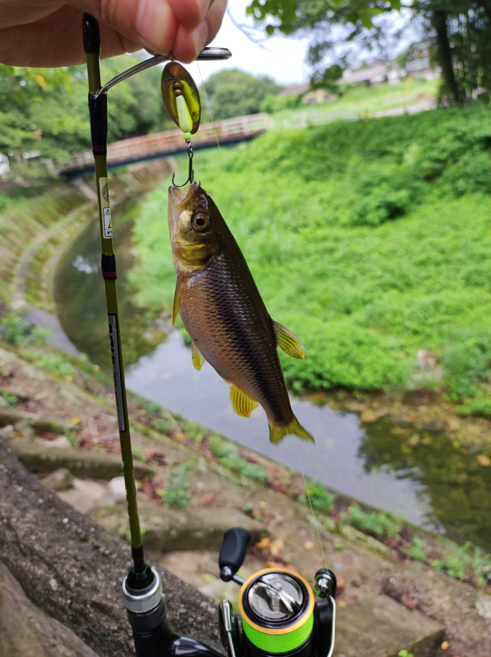 カワムツ