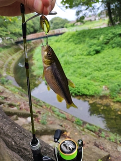 カワムツの釣果