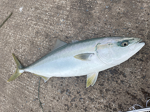 イナダの釣果