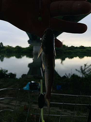 アメリカナマズの釣果