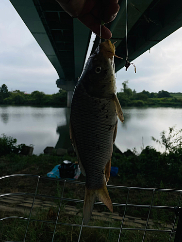 コイの釣果