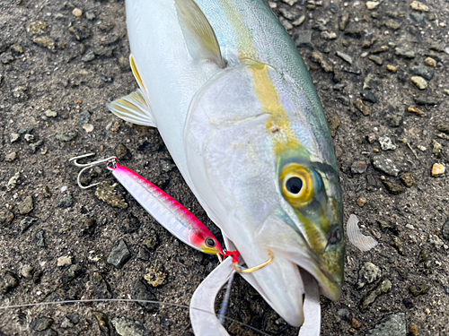 ツバスの釣果