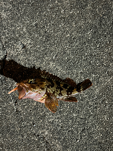 カサゴの釣果