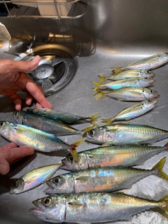 サバの釣果