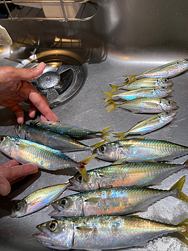 サバの釣果