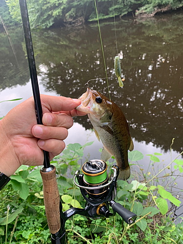 ラージマウスバスの釣果