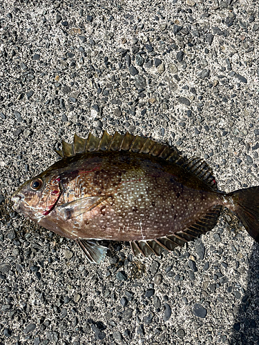 アイゴの釣果