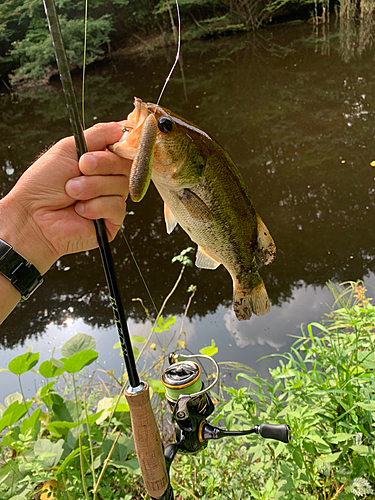 ラージマウスバスの釣果