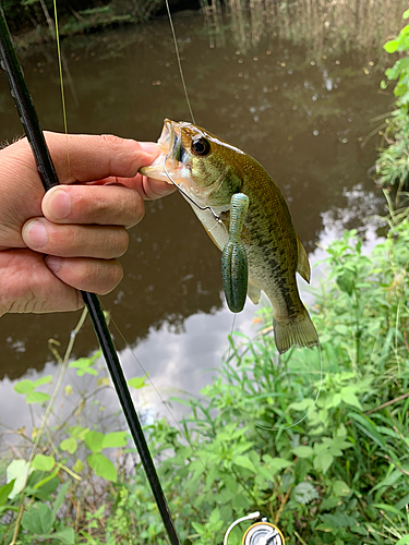 ラージマウスバスの釣果