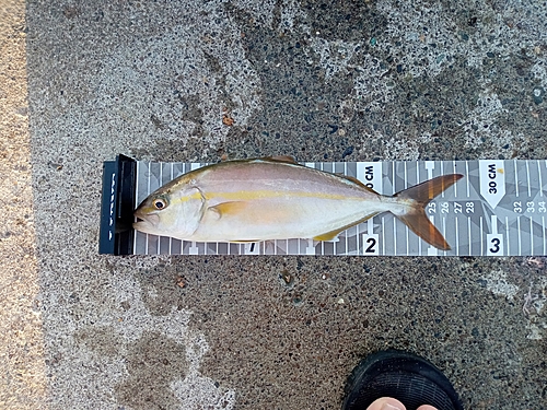 ショゴの釣果