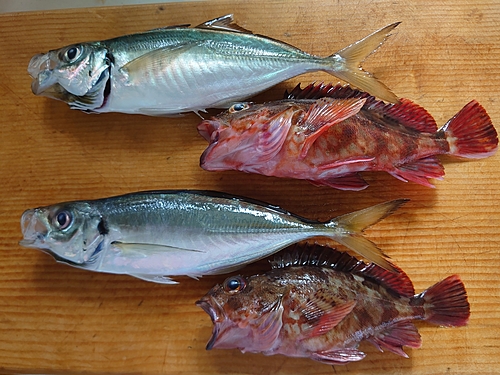 アジの釣果