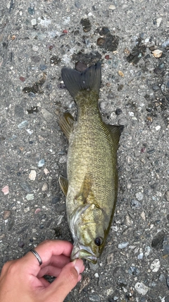 スモールマウスバスの釣果