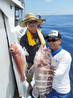 マハタの釣果