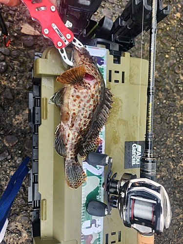 オオモンハタの釣果