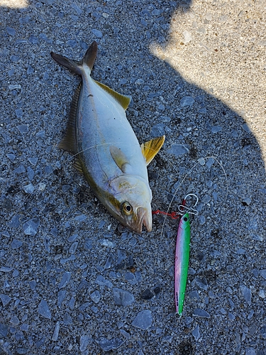 ショゴの釣果