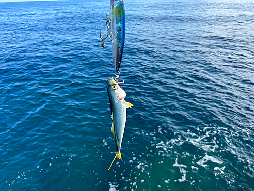 ショゴの釣果