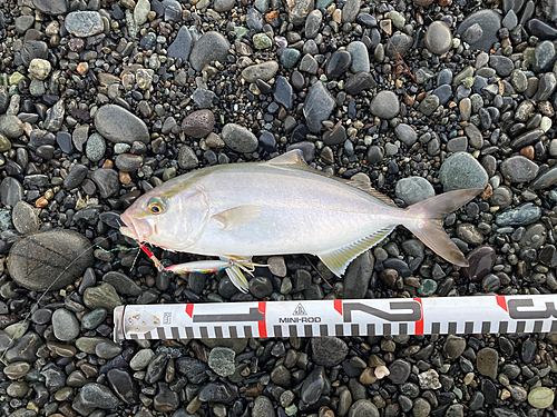 ショゴの釣果