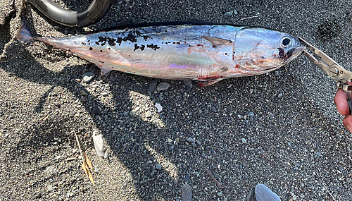 ソウダガツオの釣果