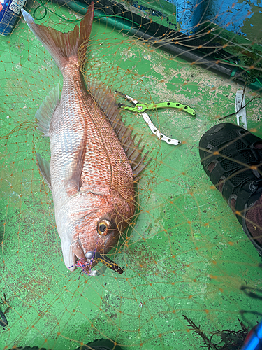 マダイの釣果