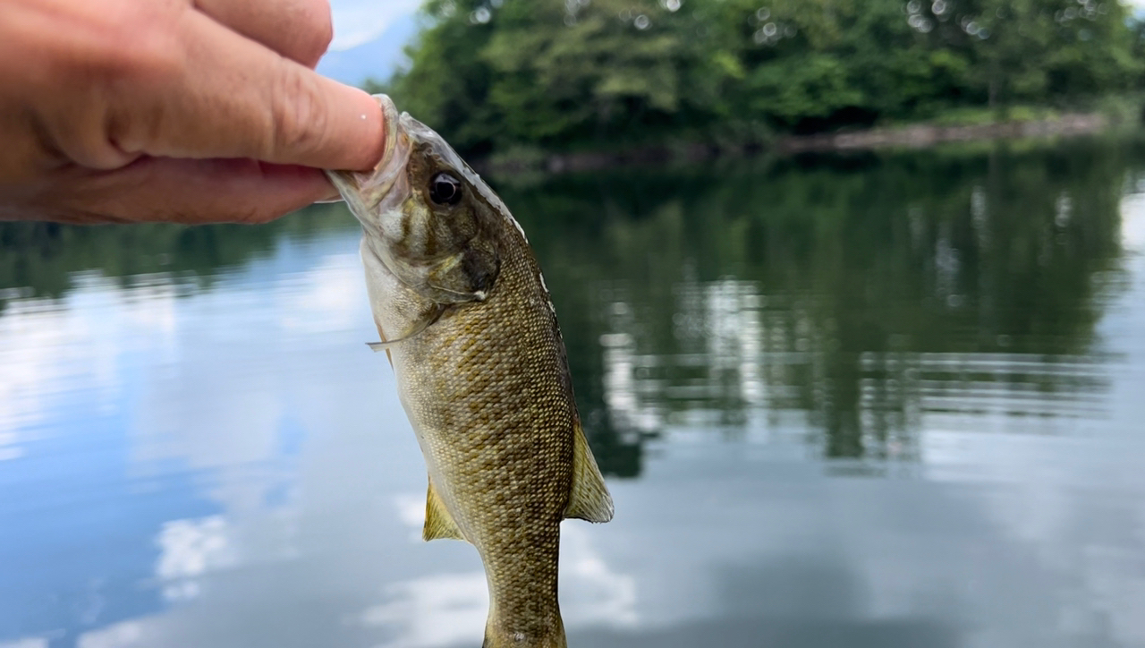 スモールマウスバス