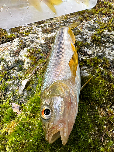 アブラハヤの釣果