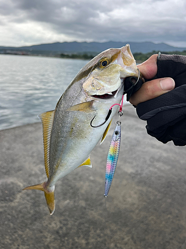 ネリゴの釣果