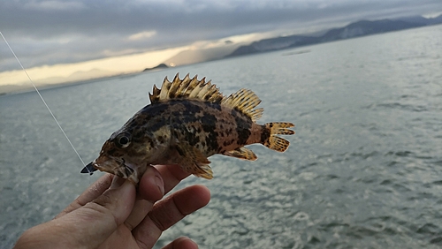 タケノコメバルの釣果