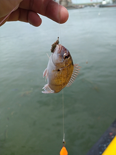 チャリコの釣果