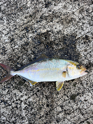 ショゴの釣果