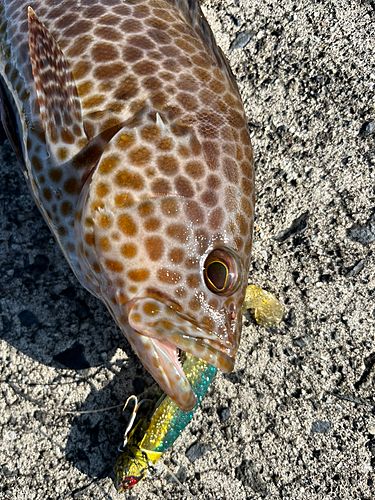 オオモンハタの釣果