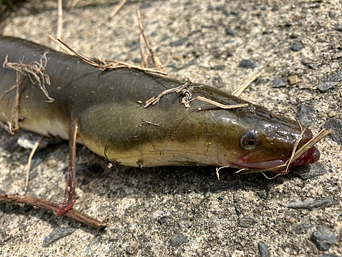 ウナギの釣果