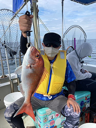 マダイの釣果