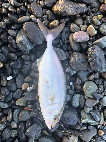 ショゴの釣果