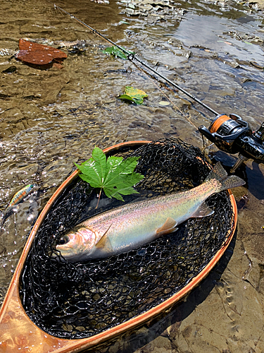 ニジマスの釣果