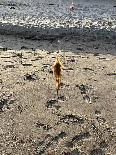 メゴチの釣果