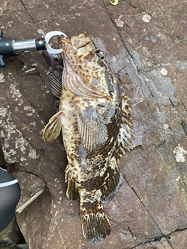 ベッコウゾイの釣果