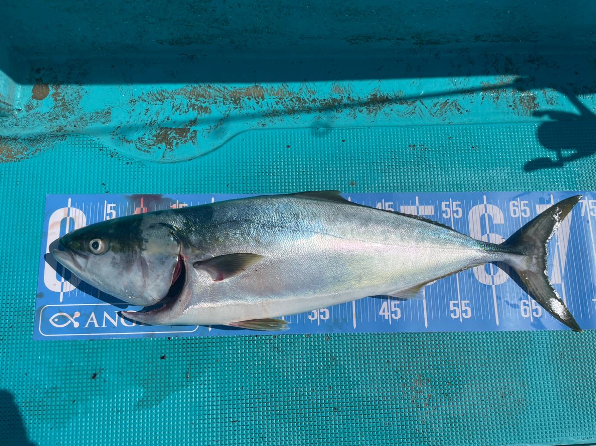 たろさんさんさんの釣果 1枚目の画像