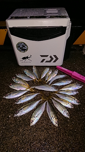 アジの釣果