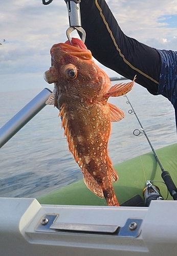 ウッカリカサゴの釣果