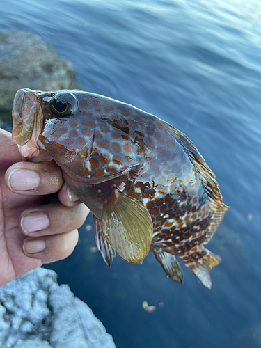 キジハタの釣果