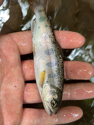 ヤマメの釣果