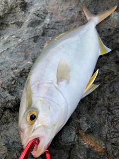 カンパチの釣果