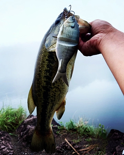 ブラックバスの釣果