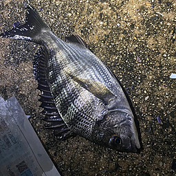 草津港のカラコギの釣果