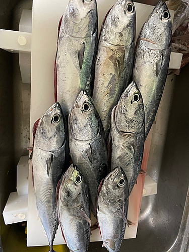 ソウダガツオの釣果